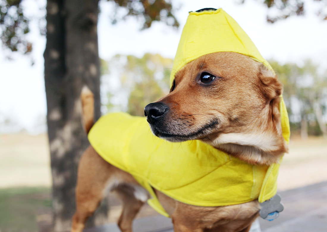 10 Best Halloween Costumes For Large Dogs [PICTURES] - DogTime